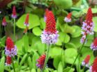 Primev�re des marais, Primev�re de Vial, Primula vialii