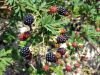 Ronce a m�res, Ronce fruiti�re, Rubus fruticosus