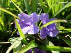 P�tunia mexicain, Ruellie de Britton, Ruellia brittoniana