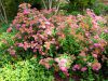 Spir�e du Japon, Spiraea japonica