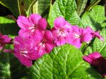 Streptocarpus hybride, Primev�re du Cap, Oreilles d'�l�phant, Streptocarpus x