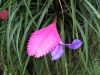 Tillandsia raquette, Tillandsia cyanea