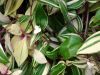 Mis�re, �ph�m�re de Rio, Tradescantia fluminensis