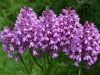 Orchis pyramidal, Anacamptis pyramidalis