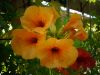 Bignone jaune, Campsis radicans 'Flava'