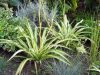 Plante araign�e, Phalang�re, Chlorophytum comosum