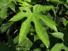 Fatsia de Taiwan, Fatsia polycarpe, Fatsia polycarpa