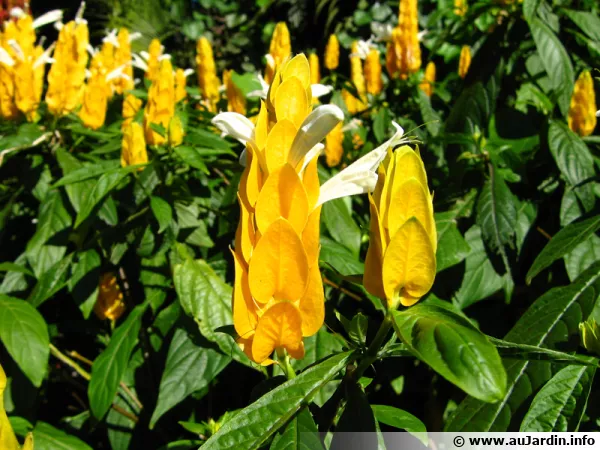 Panache d'officier, Pachystachys jaune, <i>Pachystachys lutea</i>