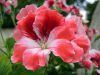 G�ranium des fleuristes, P�largonium r�gal, G�ranium � grandes fleurs, Pelargonium x domesticum