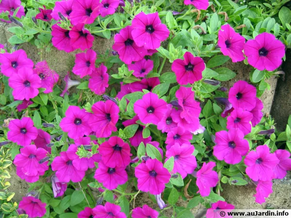 Surfinia, P�tunia retombant, Petunia x 'Surfinia'