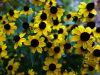 Rudb�ckia � trois lobes, Echinac�es � 3 lobes, Rudbeckia triloba