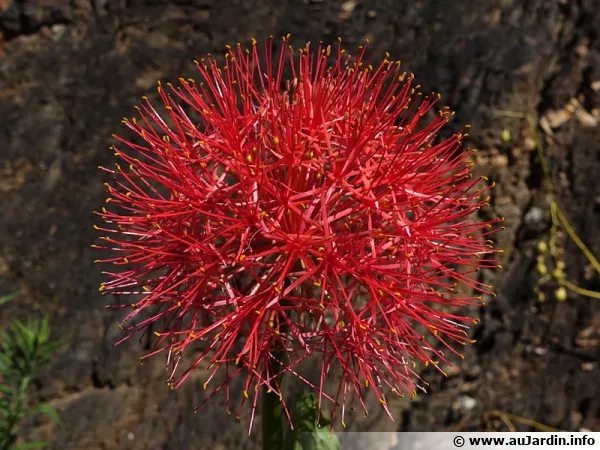 Ail rouge, Haemanthus multiflore, Scadoxus multiflorus