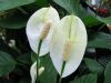 Faux arum, Fleur de lune, Spathiphyllum