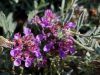 Germandr�e d'Ackerman,Teucrium ackermanii