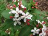 Ab�lia parfum�, Abelia mosanensis