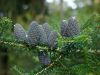 Sapin de Cor�e, Abies koreana