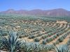 Agave bleu, Agave � t�quila, Agave tequilana