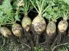 Rutabaga, Chou-navet, Brassica napus var Napobrassica