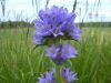 Campanule cervicaire, Campanule � fleurs en t�te, Campanula cervicaria