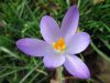 Crocus de Thomas, Crocus tommasinianus