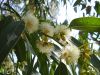 Gommier bleu, Eucalyptus commun, Eucalyptus globulus