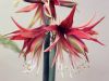 Amaryllis cybister, Hippeastrum cybister