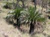 Cycas de Moore, Macrozamia moorei