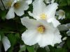 Seringat � macule pourpre, Seringat Belle �toile, Philadelphus x purpureomaculatus