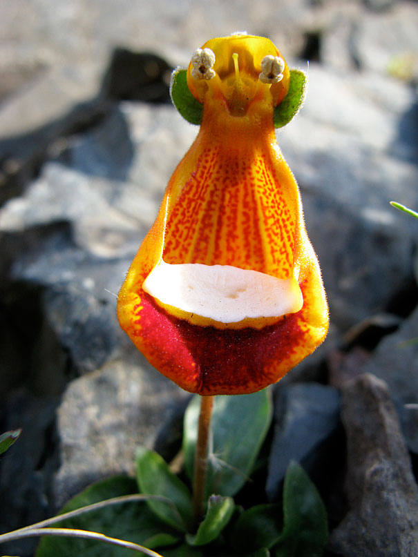 flowers-look-like-animals-people-monkeys-orchids-pareidolia-1