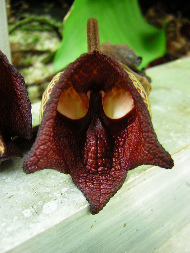 flowers-look-like-animals-people-monkeys-orchids-pareidolia-41