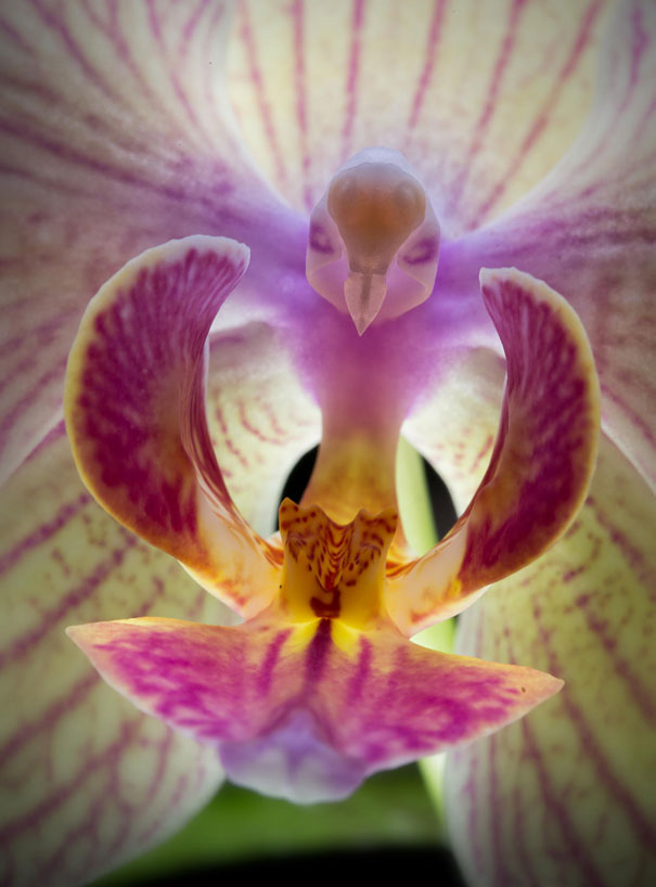 flowers-look-like-animals-people-monkeys-orchids-pareidolia-9