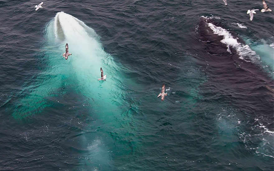 Albino Humpback Whale