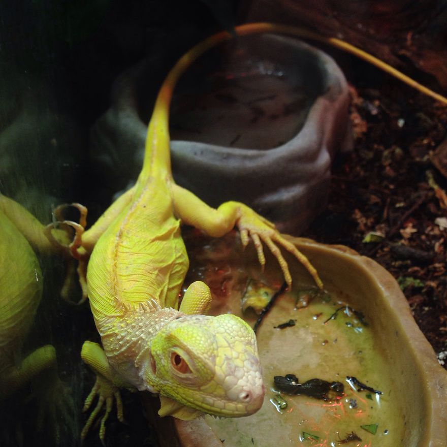 Albino Green Iguana