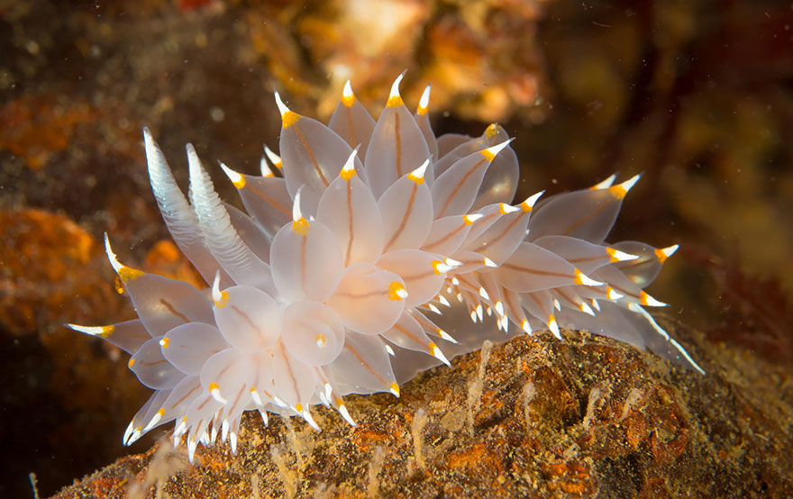 beautiful-unusual-sea-slugs-2__880.jpg