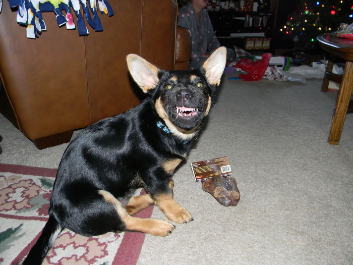 Every Dog Smiles For Christmas