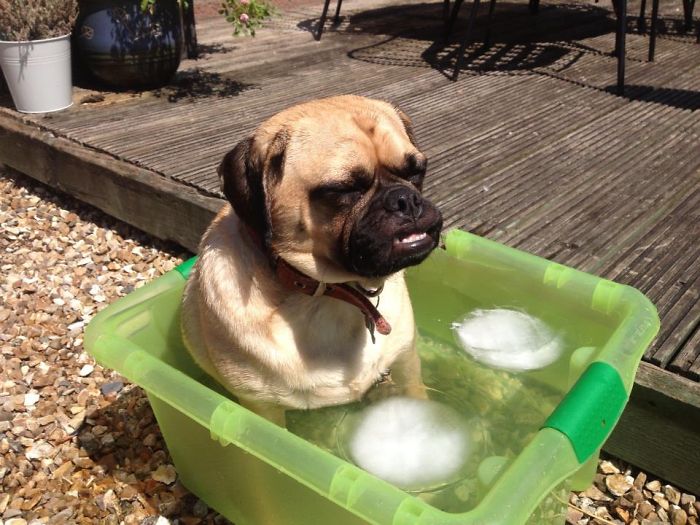 Gus The Puggle, Chillin'