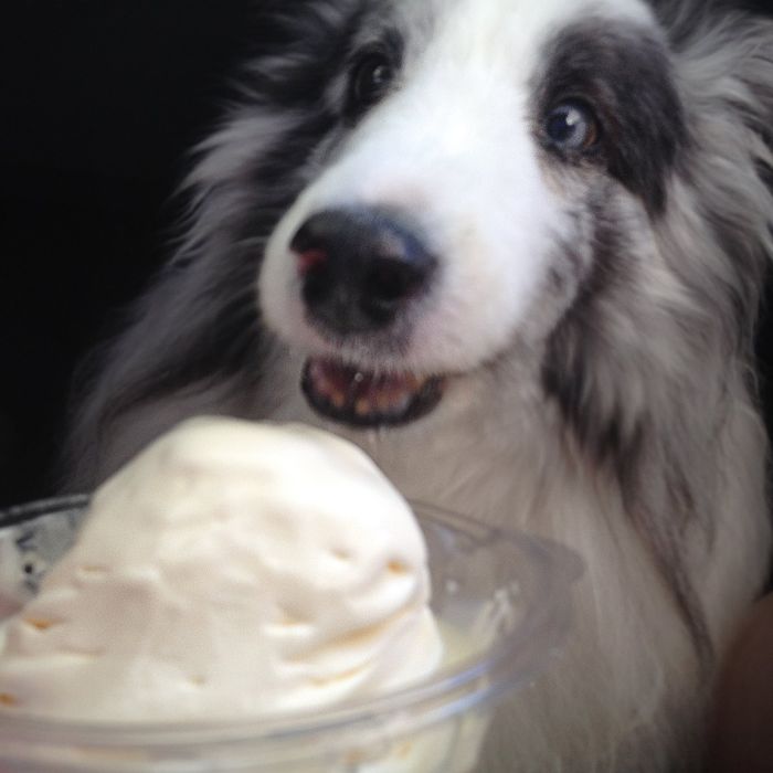 Sundae Sunday = Happiest Dog Ever