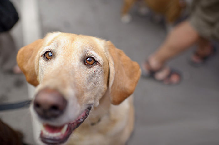 Happy Yellow Lab Face!