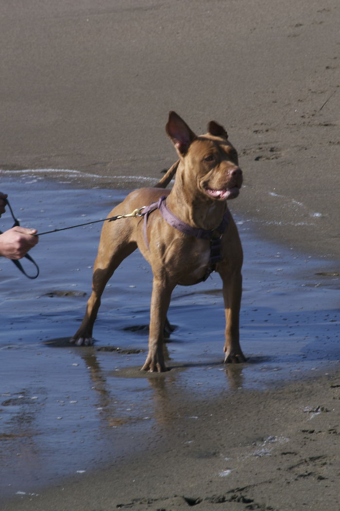 Dearest Abbie Loves The Ocean Beaches...