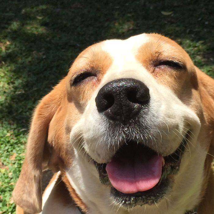 Livi My Happy Beagle