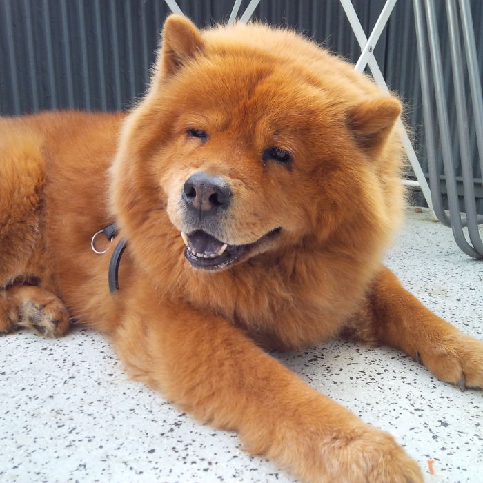 Happy Chow