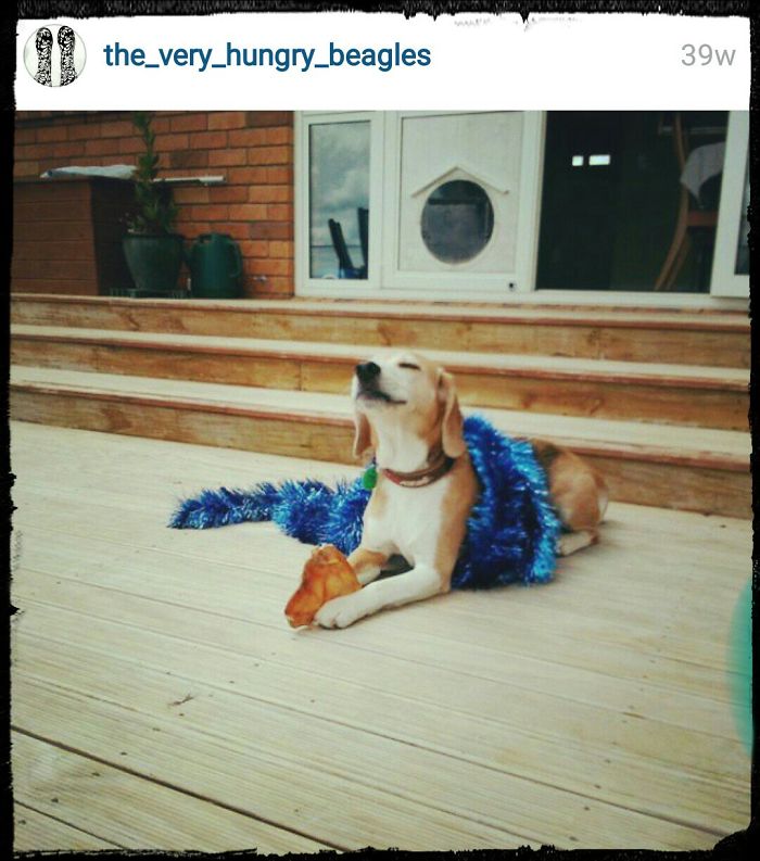 A Totally Blissed Out Beagle With His Christmas Present.