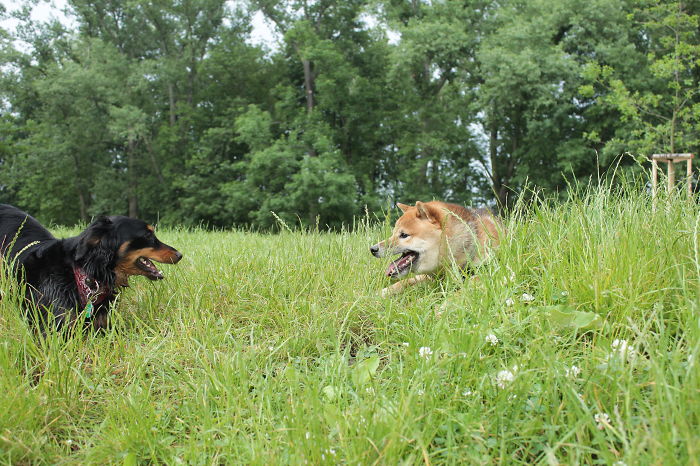 Double Smile - My Doggie Marla And Her Friend Fuji The Shiba