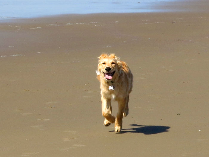 Beach Runner