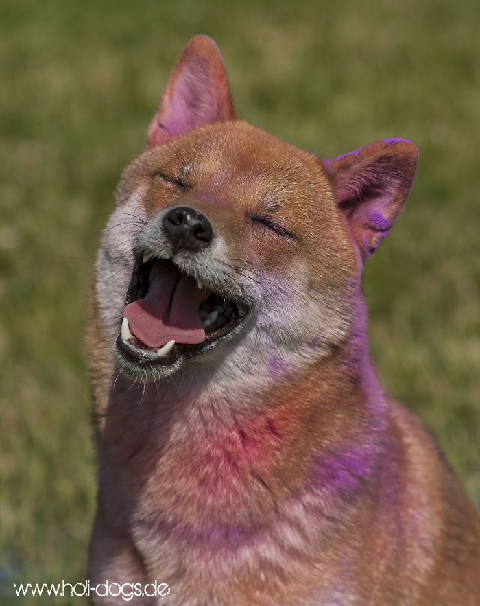 Happy Shiba