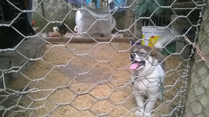 When My Puppy Got Into The Hen-coop, She Was Very Excited And Didn't Want To Get Out! :))