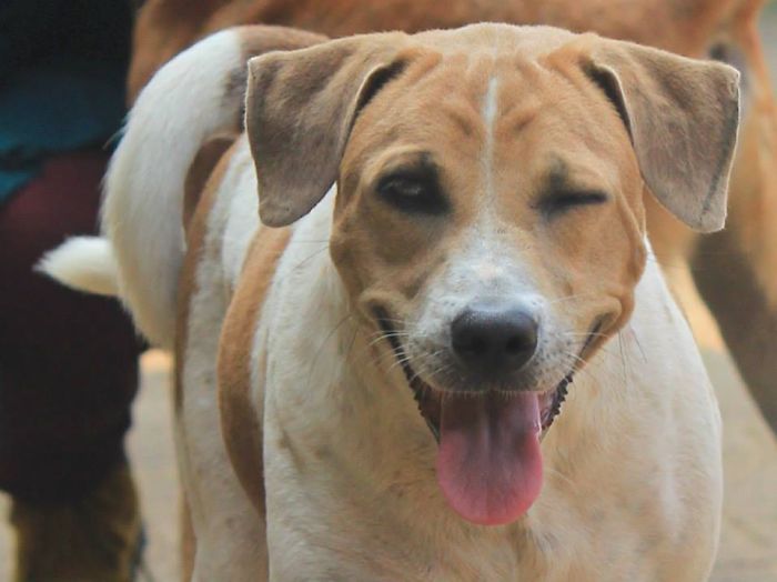 Happy Stray Dog