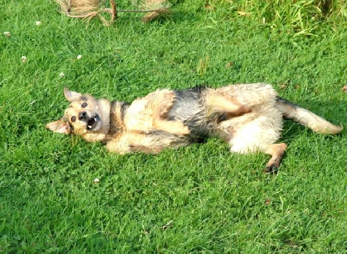 Happy Dave After A Swim