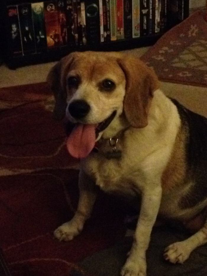 My Happy Beagle Girl, Mimzy