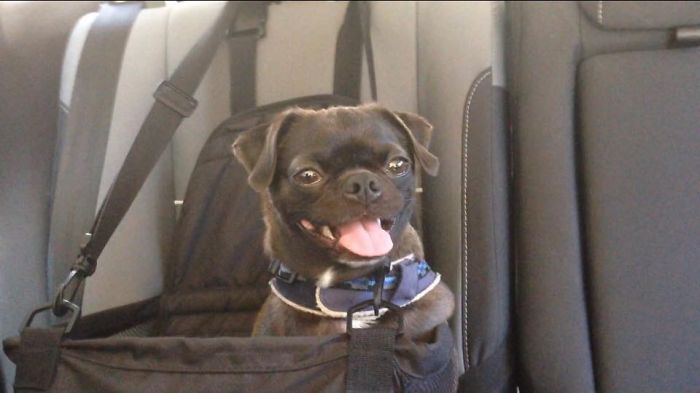 Car Ride Happy Pug!